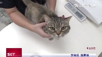 癌成高齡寵物首要死因　增免疫避復發