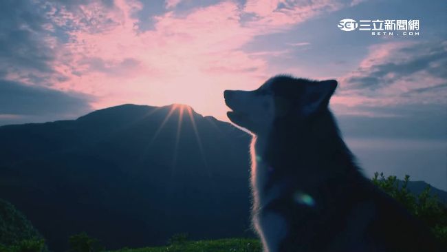 《狼王子》狼爸露臉了　原來是哈士奇