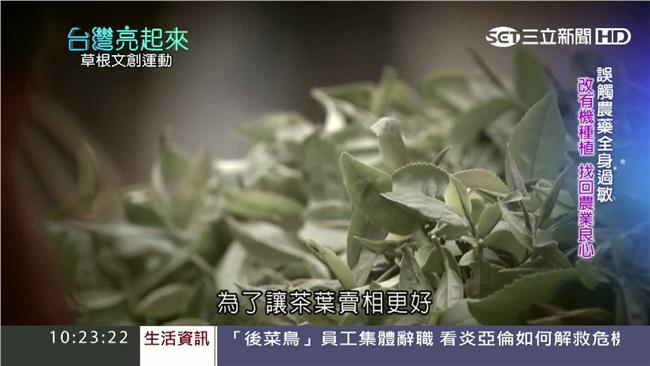 改成有機種植！台灣藍鵲茶點亮坪林