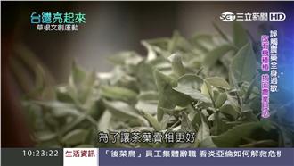 改成有機種植！台灣藍鵲茶點亮坪林