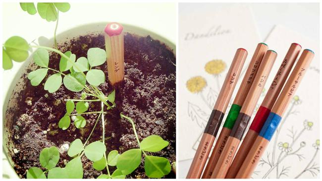 書桌一秒變花圃　「植栽鉛筆」超療癒