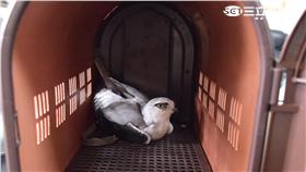 蘇姓收費員違法飼養黑翅鳶遭逮（翻攝畫面）