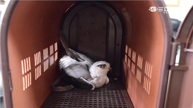 台灣最美猛禽眾人愛　然後他就被抓了