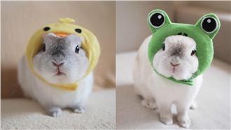 多圖／兔子版「瘋狂帽客」超萌der