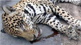 奧運,擊斃,射殺,美洲豹,聖火,獸醫,鎖鏈,逃脫,和平,動保團體,染血,Juma 圖／翻攝自《Daily Mail》