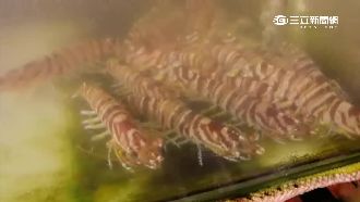 明蝦120變480　點菜請確認清楚