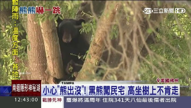 不想上班新理由　民：我家後院有隻熊