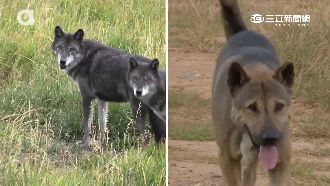 遭狗追趕爬樹避難　美籍遊客叩警救援