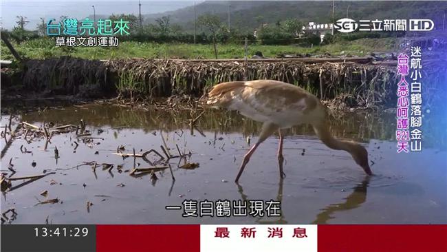 小白鶴迷路滯留　清水溼地成觀光景點