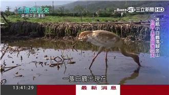 小白鶴迷路滯留　清水溼地成觀光景點