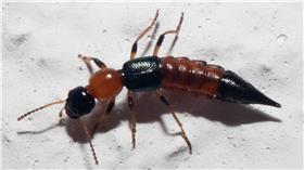 隱翅蟲Ｈ／https://goo.gl/oP04zM