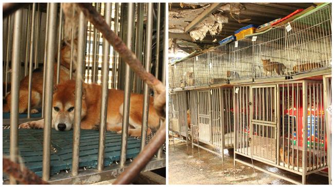 搶養62隻柴犬！民眾打爆動保所電話