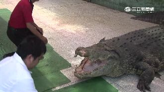 趕移民前微整形　巨鱷小河整牙痛到哭