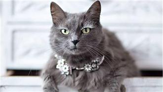 圖／擁20萬粉絲！喵星人變時尚教母