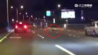 狗誤闖快速道　駕駛全程「溫馨護送」