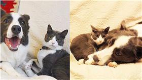 最萌情侶照，貓，狗　（圖／翻攝自yurin555,instagram）