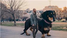 臘腸犬、寵物、句型犬（圖／翻攝自mitchboyer）