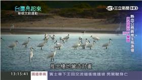 台灣亮起來,黑面琵鷺,虱目魚
