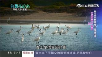 黑面琵鷺瀕危　推友善漁塭共享資源