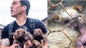 狗狗、狗肉節、廣東、屠殺（圖／翻攝自Marc Ching）