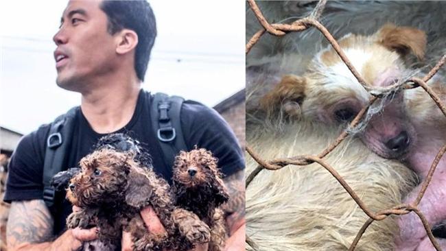 防狗肉節屠殺！男掏50萬救400犬