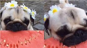 巴哥、狗狗、毛小孩、西瓜（圖／翻攝自petsvideo　IG　https://www.instagram.com/p/BG6ktVtANyE/）