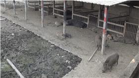 山豬,毒品,安非他命,哨兵
圖／中央社