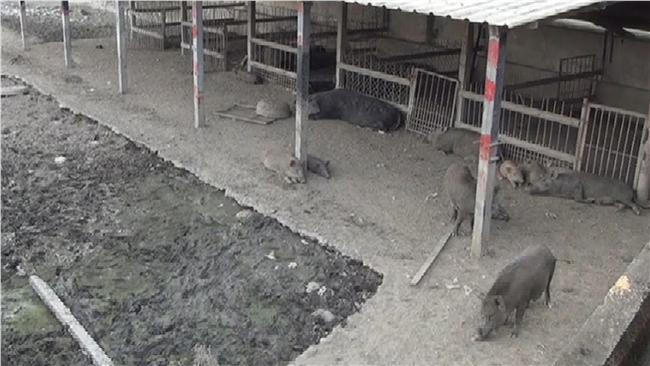 山豬、比特犬站衛兵　花蓮製毒遭破獲