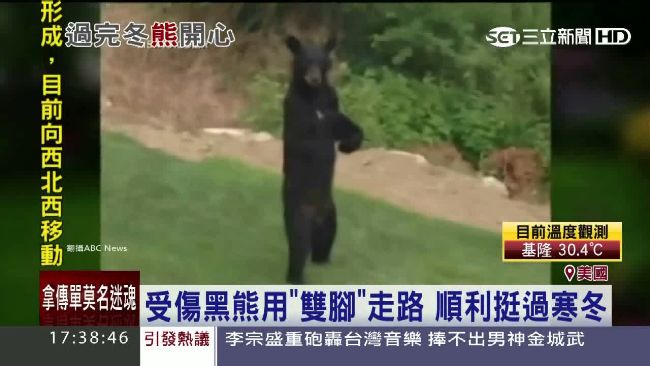 黑熊雙腳直立走　呆萌樣背後有洋蔥