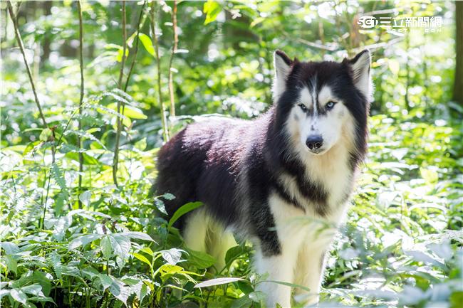 「我是月月啦」哈士奇與狼如何分辨？