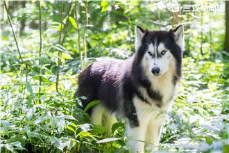 「我是月月啦」哈士奇與狼如何分辨？