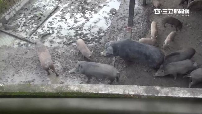 小山豬骨折慘死　警罕見解剖揭真相