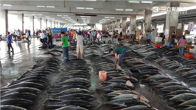黑鮪魚季一瘋十五年　東港觀光熱
