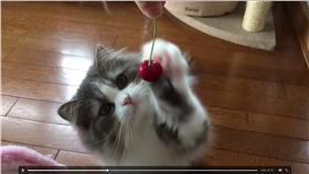 貓咪,櫻桃,貓聖上,影片,魚乾,教養,小公主(推特 https://twitter.com/kyoumetan/status/744121446784327680)