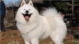 狗狗,狼,狐狸,哈士奇,薩摩耶犬,北極熊,洗澡(推特 https://twitter.com/c_oma_ru/status/743428048033177601)