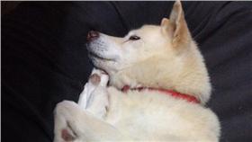 狗狗,睡姿,秘密,蜷曲,柔軟度,水蚤式,跳高,體操,坐姿體前彎(推特 https://twitter.com/_kin_taro_/status/644879427919200256)