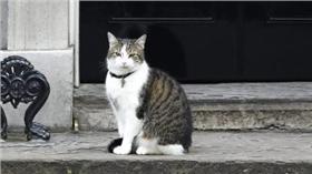 英國第一貓,賴瑞,larry,歐新社