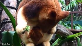 樹袋鼠/翻攝自dailymail