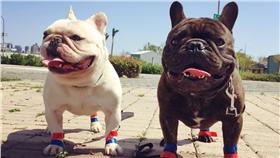 法鬥 圖／法國鬥牛犬-控肉&鼻康粉絲專頁