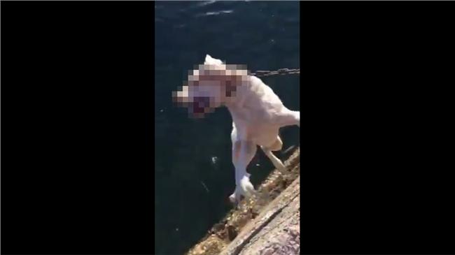 陸戰隊爆集體虐殺毛小孩　國防部道歉