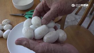 超貴「恐怖美食」眼鏡蛇煎蛋要價1千