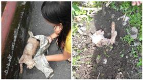 貓咪,埋葬,屍體(貓咪也瘋狂俱樂部 CrazyCat club)