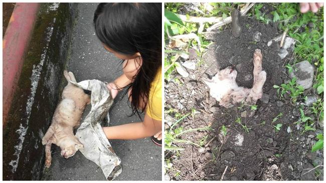 助路邊死貓安葬　小六女童善行被推爆