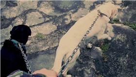 虐狗,憲兵,海軍陸戰隊,小白,大黑（圖／翻攝自臉書）
https://www.facebook.com/photo.php?fbid=1198835396807722&set=a.352968654727738.87191.100000438199333&type=3&theater