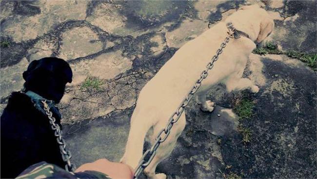 大黑還活著！　餓成皮包骨已送醫檢查