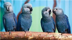 斯皮克斯金剛鸚鵡(Parrots, Parrots and more Parrots 臉書)