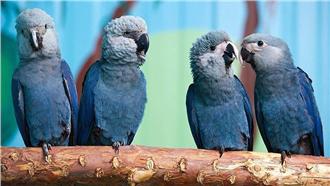 消失15年！　金剛鸚鵡現身巴西森林