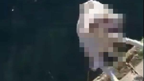 班長一句話就虐狗　5涉案人接受調查