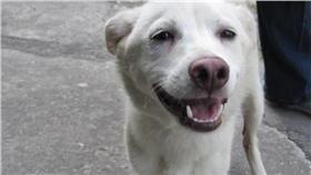 流浪動物,流浪狗,流浪犬,圖／翻攝自《花蓮流浪動物中途之家》臉書