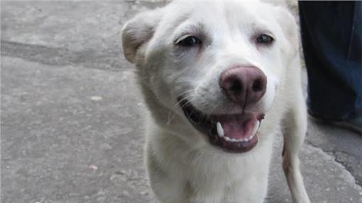 檢舉虐待動物　獎勵金提升30％